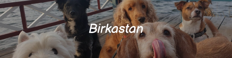 Klicka för att komma till hunddagis Birkastans Instagram